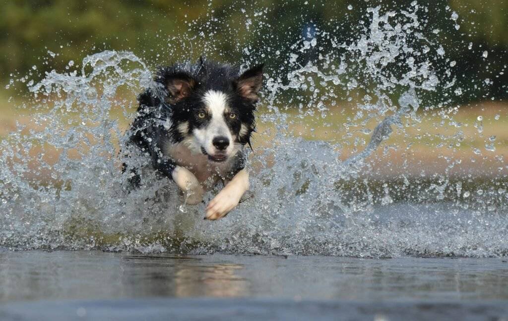 Problemas renales en perros: una guía completa para la detección y cuidado